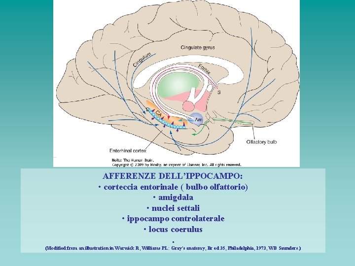 AFFERENZE DELL’IPPOCAMPO: • corteccia entorinale ( bulbo olfattorio) • amigdala • nuclei settali •