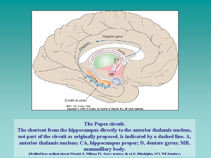 The Papez circuit. The shortcut from the hippocampus directly to the anterior thalamic nucleus,