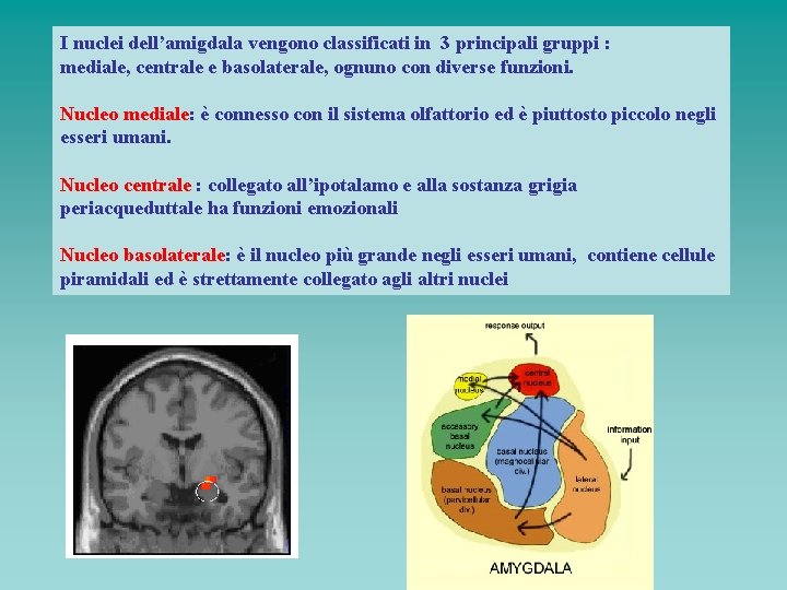 I nuclei dell’amigdala vengono classificati in 3 principali gruppi : mediale, centrale e basolaterale,