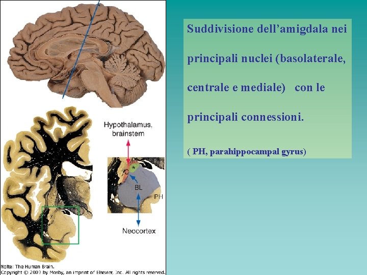 Suddivisione dell’amigdala nei principali nuclei (basolaterale, centrale e mediale) con le principali connessioni. (