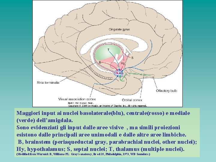 Maggiori input ai nuclei basolaterale(blu), centrale(rosso) e mediale (verde) dell’amigdala. Sono evidenziati gli input