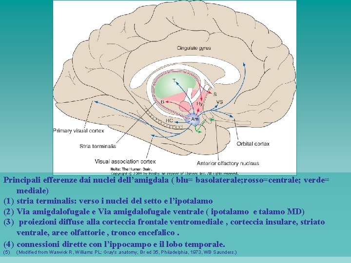 Principali efferenze dai nuclei dell’amigdala ( blu= basolaterale; rosso=centrale; verde= mediale) (1) stria terminalis: