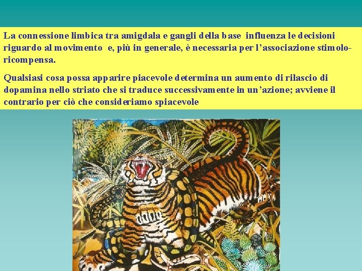 La connessione limbica tra amigdala e gangli della base influenza le decisioni riguardo al