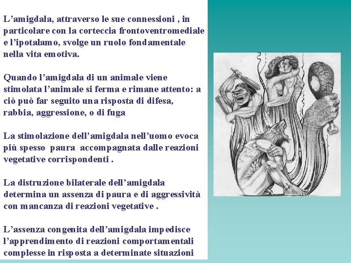 L’amigdala, attraverso le sue connessioni , in particolare con la corteccia frontoventromediale e l’ipotalamo,