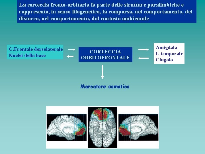 La corteccia fronto-orbitaria fa parte delle strutture paralimbiche e rappresenta, in senso filogenetico, la