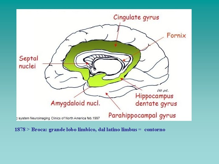 1878 > Broca: grande lobo limbico, dal latino limbus = contorno 