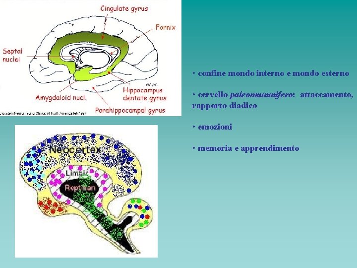  • confine mondo interno e mondo esterno • cervello paleomammifero: attaccamento, rapporto diadico