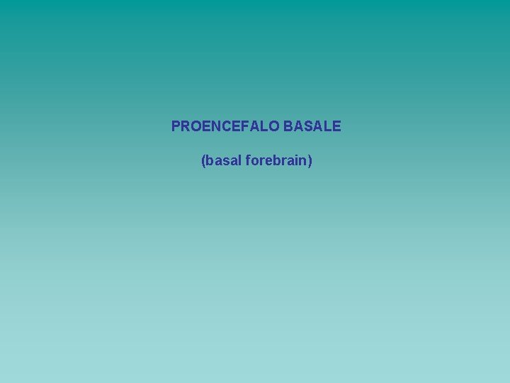 PROENCEFALO BASALE (basal forebrain) 