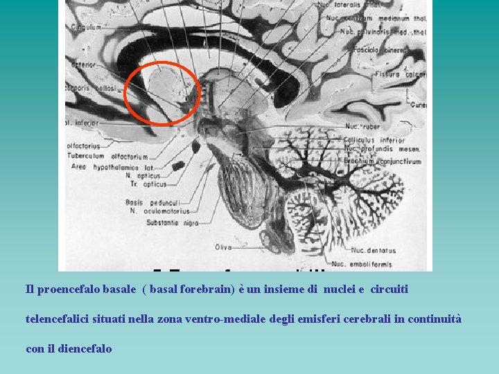 Il proencefalo basale ( basal forebrain) è un insieme di nuclei e circuiti telencefalici