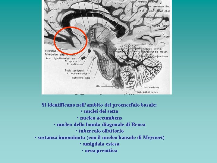 Si identificano nell’ambito del proencefalo basale: • nuclei del setto • nucleo accumbens •