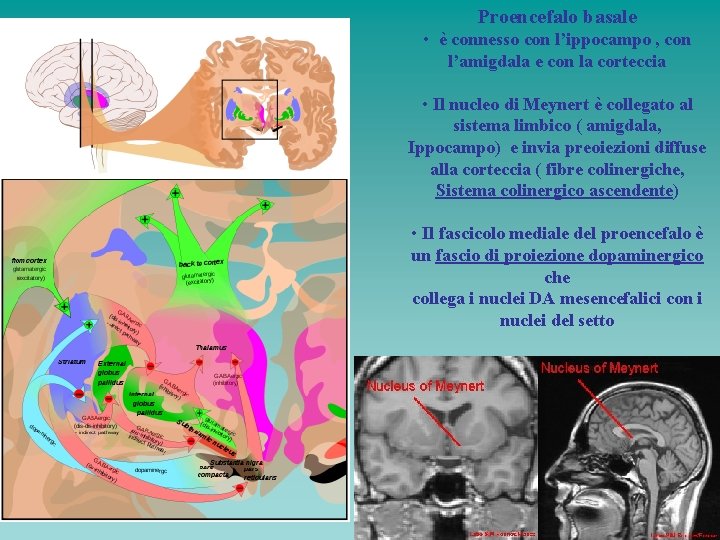 Proencefalo basale • è connesso con l’ippocampo , con l’amigdala e con la corteccia