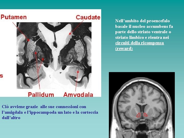 Nell’ambito del proencefalo basale il nucleo accumbens fa parte dello striato ventrale o striato