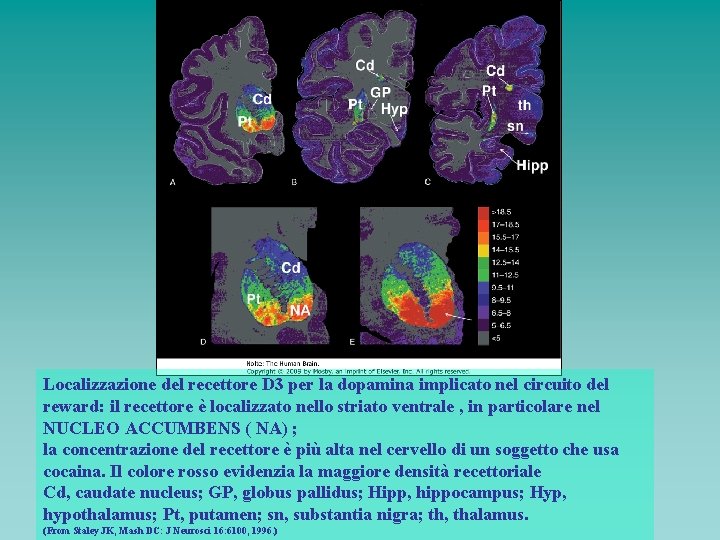 Localizzazione del recettore D 3 per la dopamina implicato nel circuito del reward: il