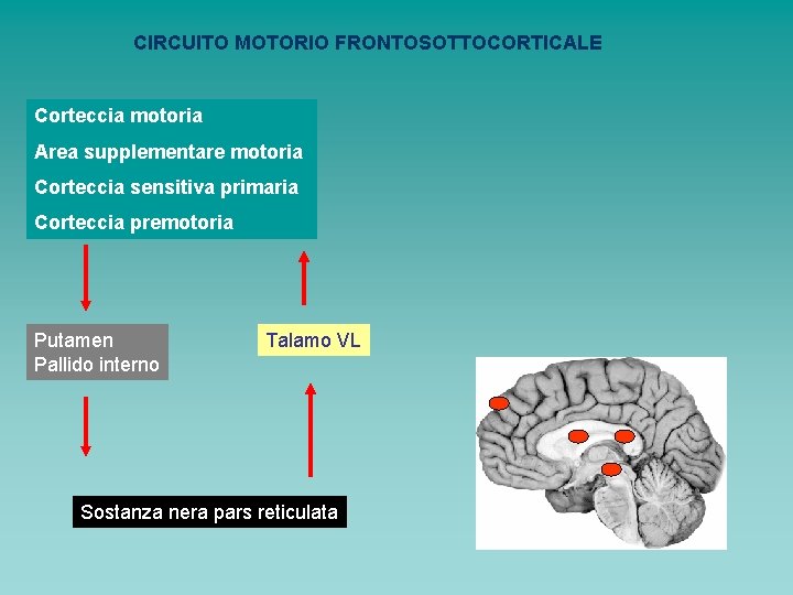 CIRCUITO MOTORIO FRONTOSOTTOCORTICALE Corteccia motoria Area supplementare motoria Corteccia sensitiva primaria Corteccia premotoria Putamen