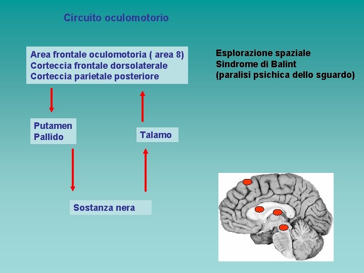 Circuito oculomotorio Area frontale oculomotoria ( area 8) Corteccia frontale dorsolaterale Corteccia parietale posteriore