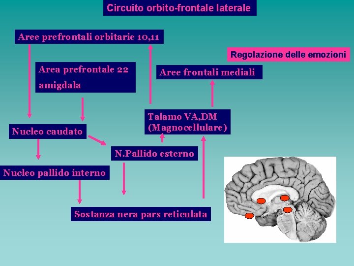 Circuito orbito-frontale laterale Aree prefrontali orbitarie 10, 11 Regolazione delle emozioni Area prefrontale 22