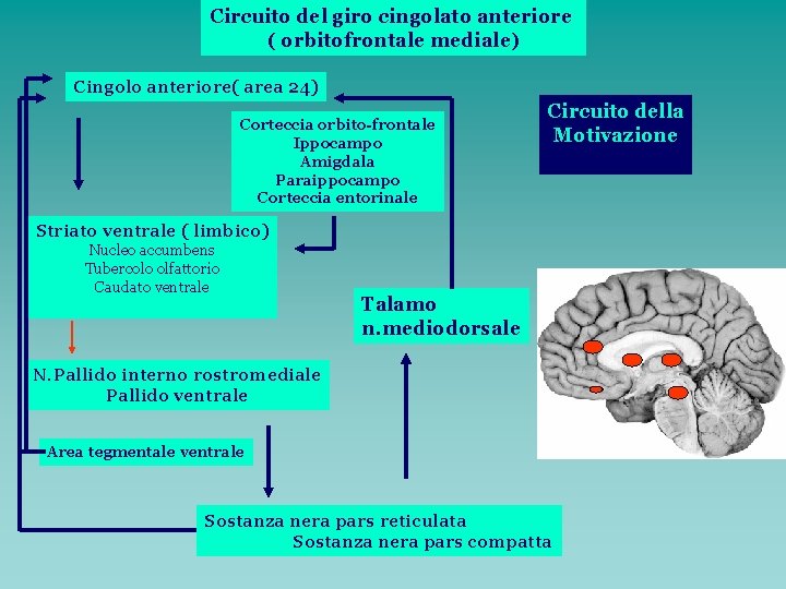 Circuito del giro cingolato anteriore ( orbitofrontale mediale) Cingolo anteriore( area 24) Corteccia orbito-frontale