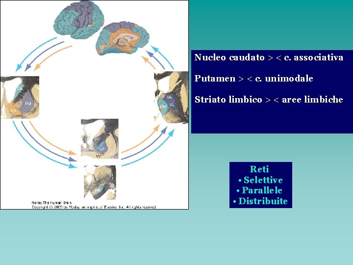 Nucleo caudato > < c. associativa Putamen > < c. unimodale Striato limbico >