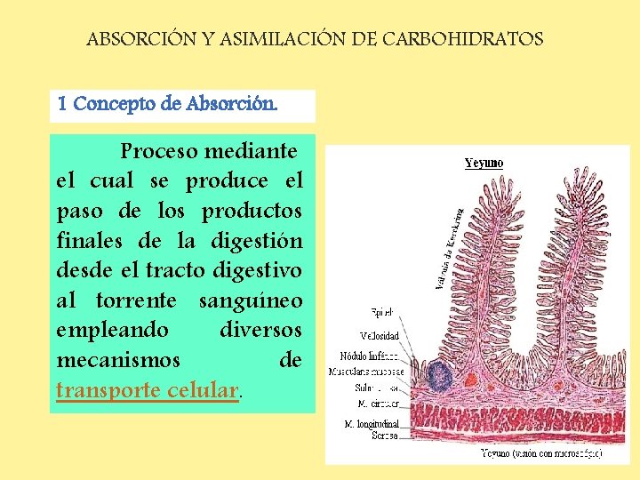 ABSORCIÓN Y ASIMILACIÓN DE CARBOHIDRATOS 1 Concepto de Absorción. Proceso mediante el cual se