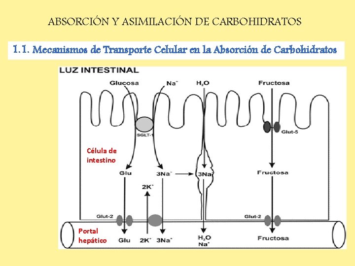 ABSORCIÓN Y ASIMILACIÓN DE CARBOHIDRATOS 1. 1. Mecanismos de Transporte Celular en la Absorción