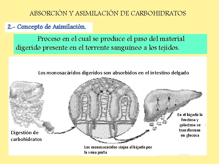 ABSORCIÓN Y ASIMILACIÓN DE CARBOHIDRATOS 2. - Concepto de Asimilación. Proceso en el cual