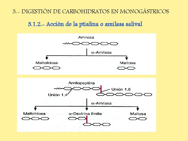 3. - DIGESTIÓN DE CARBOHIDRATOS EN MONOGÁSTRICOS 3. 1. 2. - Acción de la