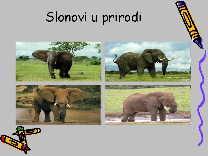 Slonovi u prirodi 