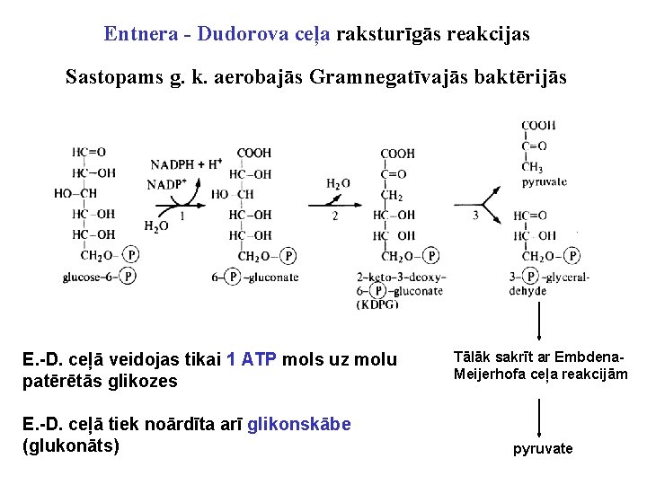 Entnera - Dudorova ceļa raksturīgās reakcijas Sastopams g. k. aerobajās Gramnegatīvajās baktērijās E. -D.