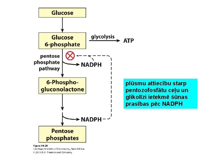 plūsmu attiecību starp pentozofosfātu ceļu un glikolīzi ietekmē šūnas prasības pēc NADPH 