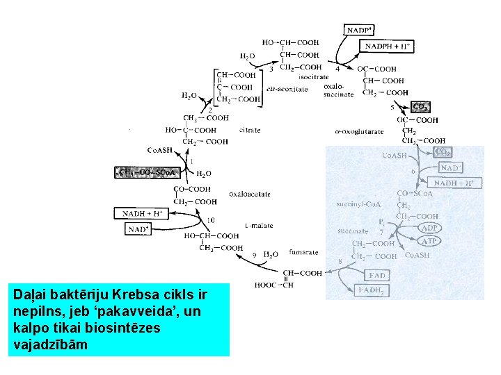 Daļai baktēriju Krebsa cikls ir nepilns, jeb ‘pakavveida’, un kalpo tikai biosintēzes vajadzībām 