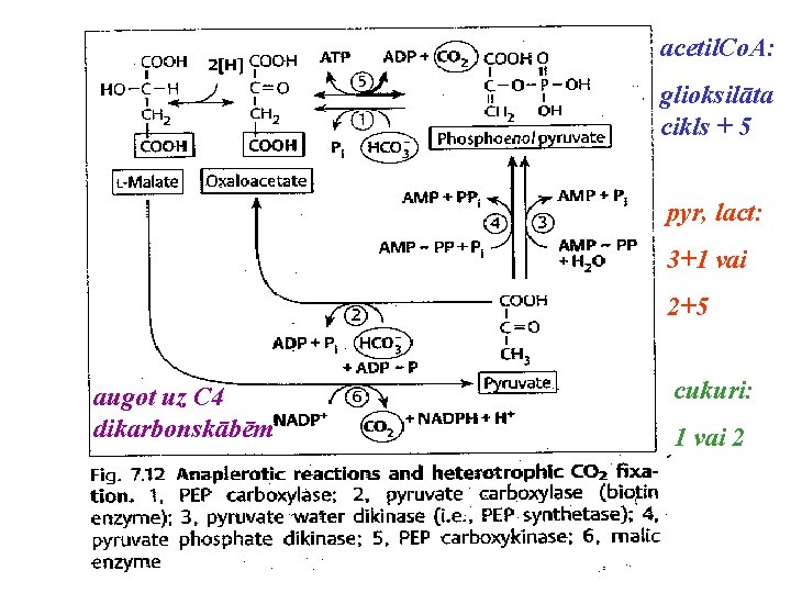 acetil. Co. A: glioksilāta cikls + 5 pyr, lact: 3+1 vai 2+5 augot uz