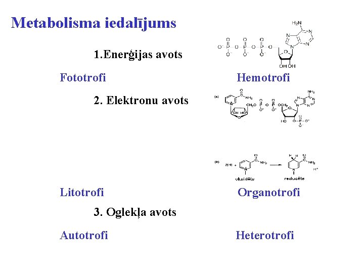 Metabolisma iedalījums 1. Enerģijas avots Fototrofi Hemotrofi 2. Elektronu avots Litotrofi Organotrofi 3. Oglekļa