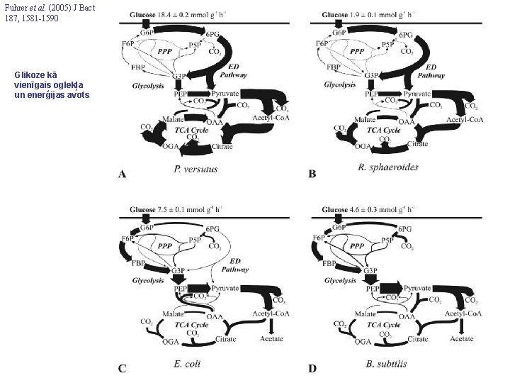 Fuhrer et al. (2005) J Bact 187, 1581 -1590 Glikoze kā vienīgais oglekļa un