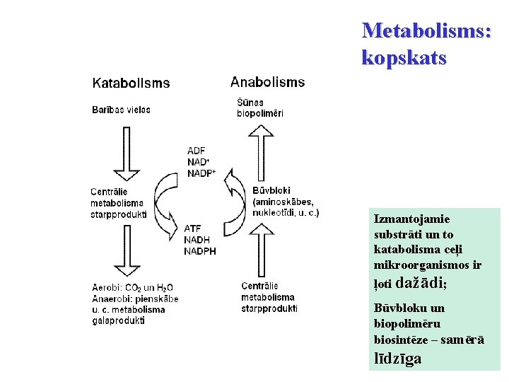 Metabolisms: kopskats Izmantojamie substrāti un to katabolisma ceļi mikroorganismos ir ļoti dažādi; Būvbloku un