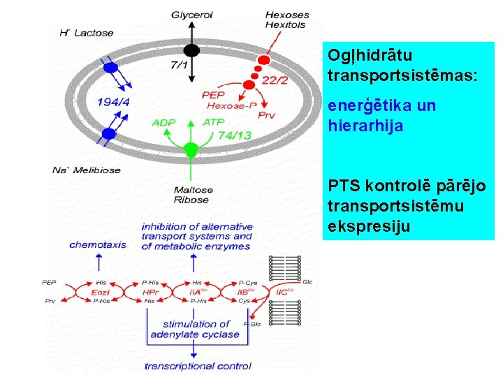 Ogļhidrātu transportsistēmas: enerģētika un hierarhija PTS kontrolē pārējo transportsistēmu ekspresiju 