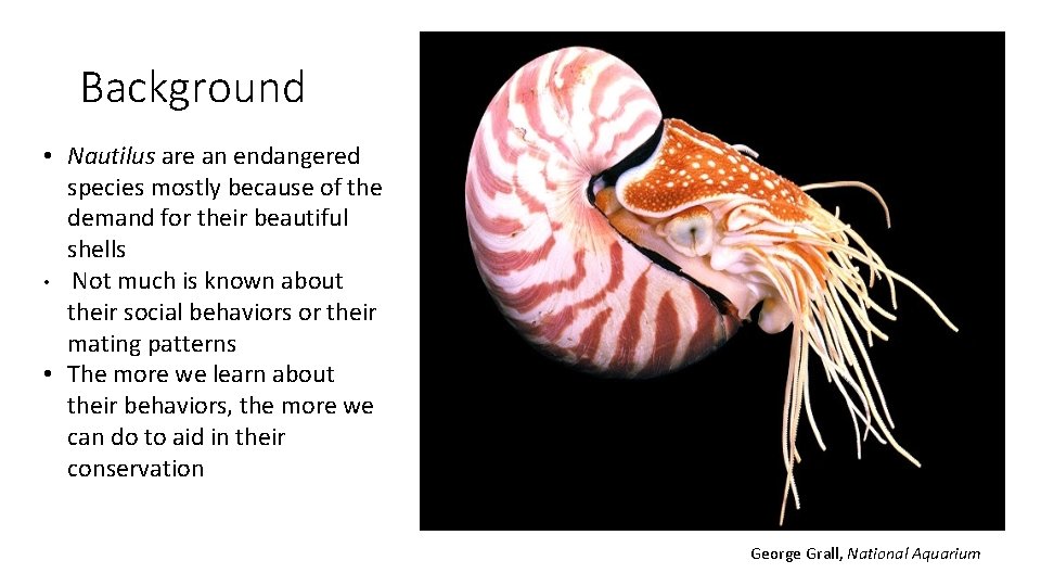 Background • Nautilus are an endangered species mostly because of the demand for their