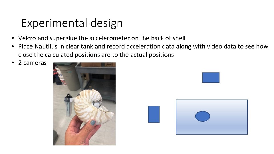 Experimental design • Velcro and superglue the accelerometer on the back of shell •