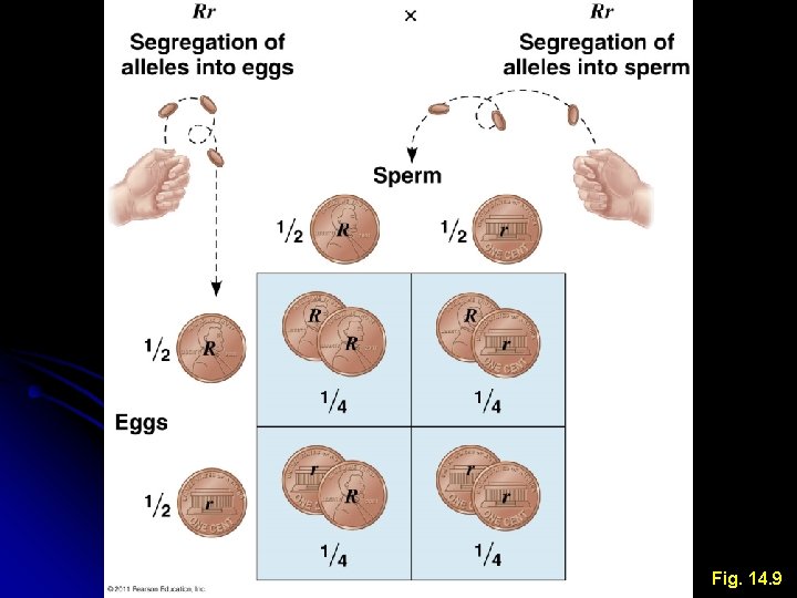 Fig. 14. 9 