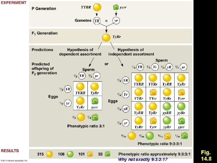 Why not exactly 9: 3: 3: 1? Fig. 14. 8 