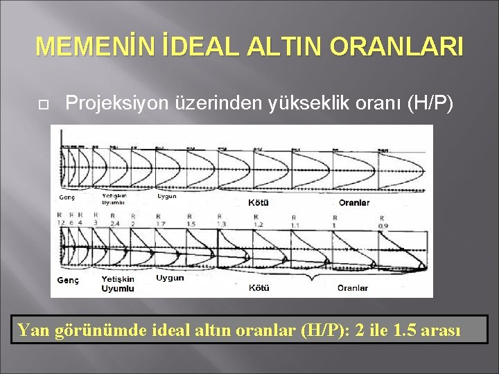 MEMENİN İDEAL ALTIN ORANLARI Projeksiyon üzerinden yükseklik oranı (H/P) Yan görünümde ideal altın oranlar