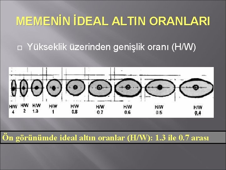 MEMENİN İDEAL ALTIN ORANLARI Yükseklik üzerinden genişlik oranı (H/W) Ön görünümde ideal altın oranlar