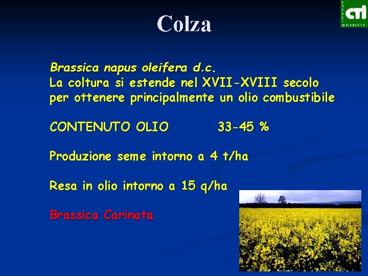 Colza Brassica napus oleifera d. c. La coltura si estende nel XVII-XVIII secolo per