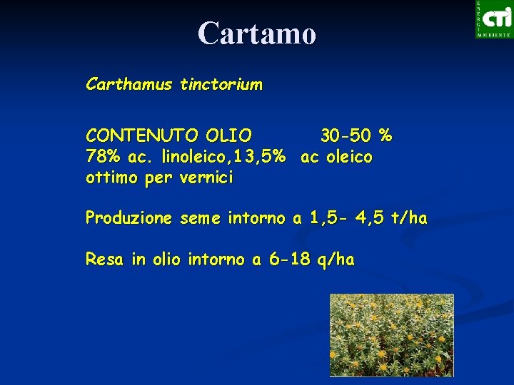 Cartamo Carthamus tinctorium CONTENUTO OLIO 30 -50 % 78% ac. linoleico, 13, 5% ac