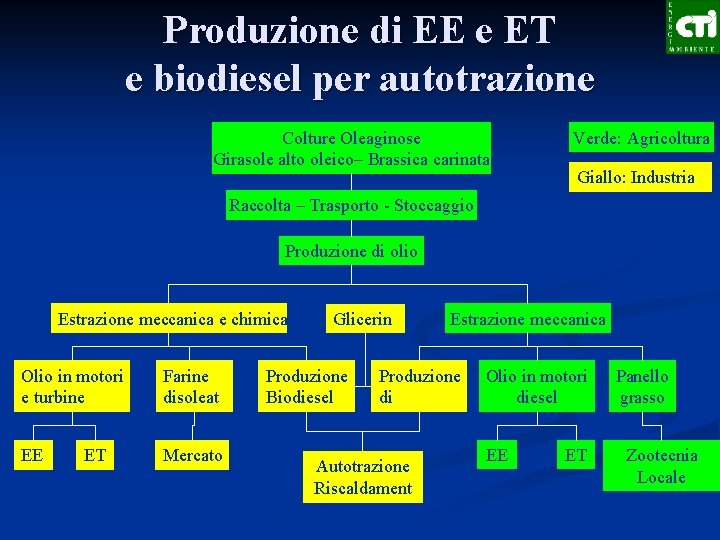 Produzione di EE e ET e biodiesel per autotrazione Colture Oleaginose Girasole alto oleico–