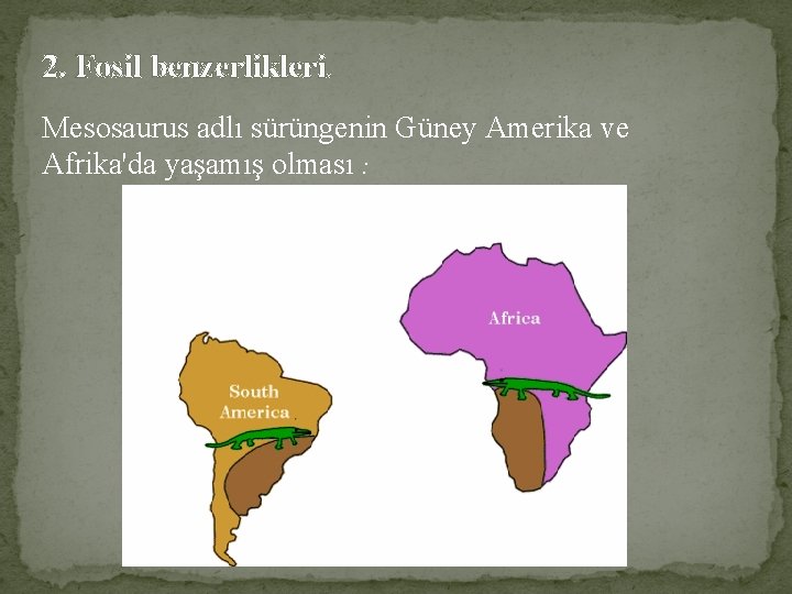 2. Fosil benzerlikleri. Mesosaurus adlı sürüngenin Güney Amerika ve Afrika'da yaşamış olması : 