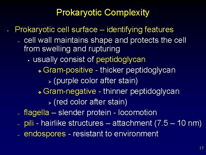 Prokaryotic Complexity • Prokaryotic cell surface – identifying features – cell wall maintains shape