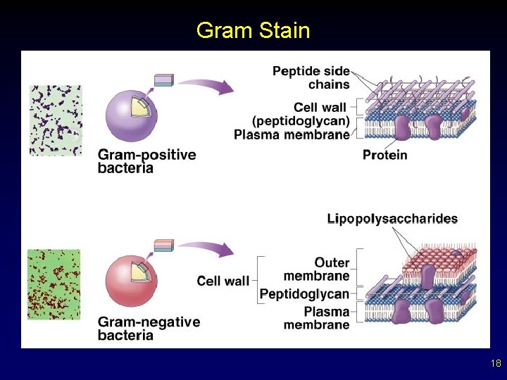 Gram Stain 18 