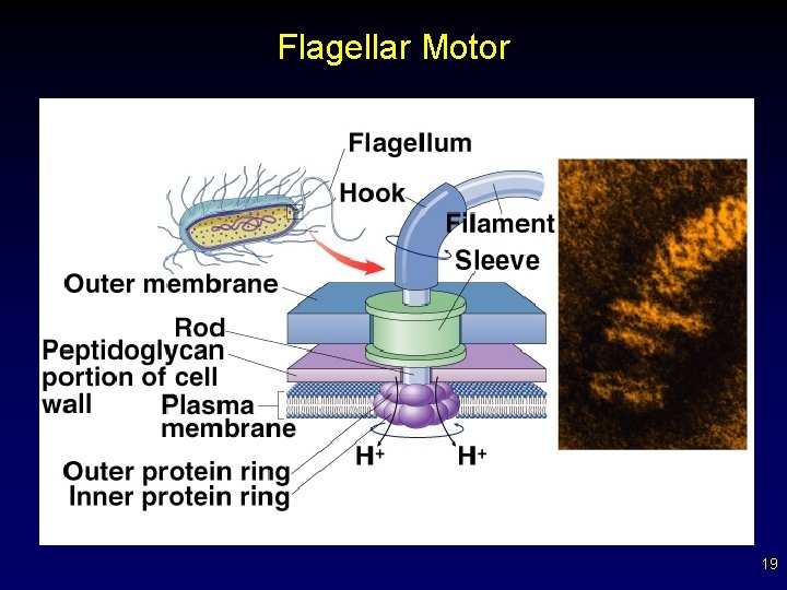 Flagellar Motor 19 