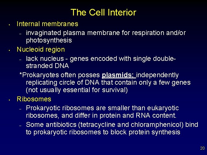 The Cell Interior • • • Internal membranes – invaginated plasma membrane for respiration