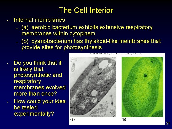 The Cell Interior • • • Internal membranes – (a) aerobic bacterium exhibits extensive